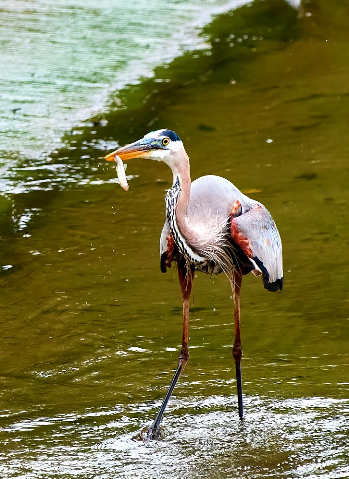 blue heron collecting breakfast (airone fare collazione)