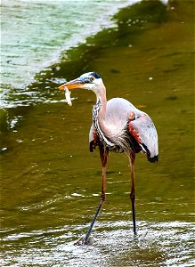 blue heron collecting breakfast (airone fare collazione)