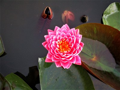 Pink lotus photo