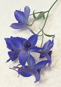 Branch blue orchid isolated