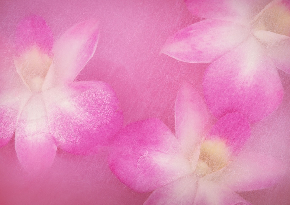Vintage and soft light of pink flowers patels close up