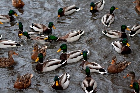 Duck Pattern photo