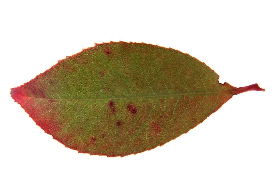 Leaf isolated on a white background