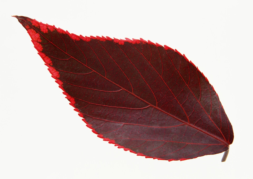 Fall leaf isolated on white