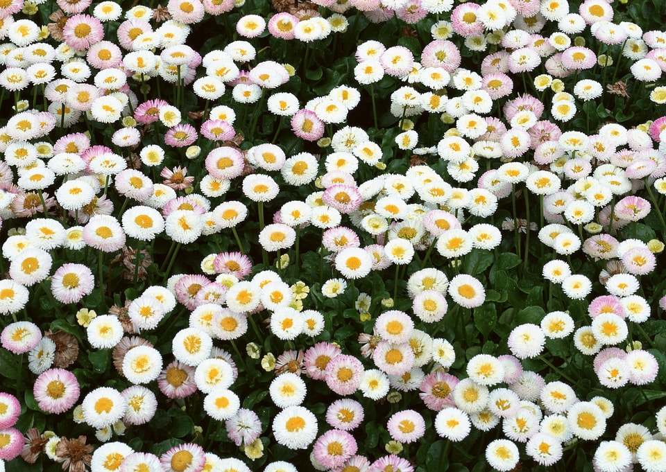 white daisy flowers