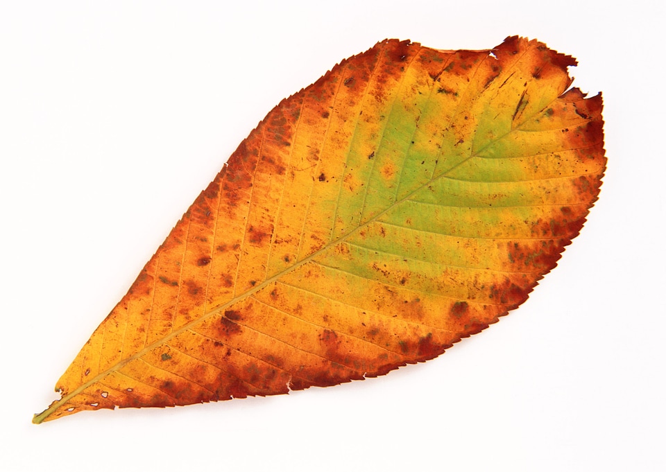 yellow autumn leaf isolated on white