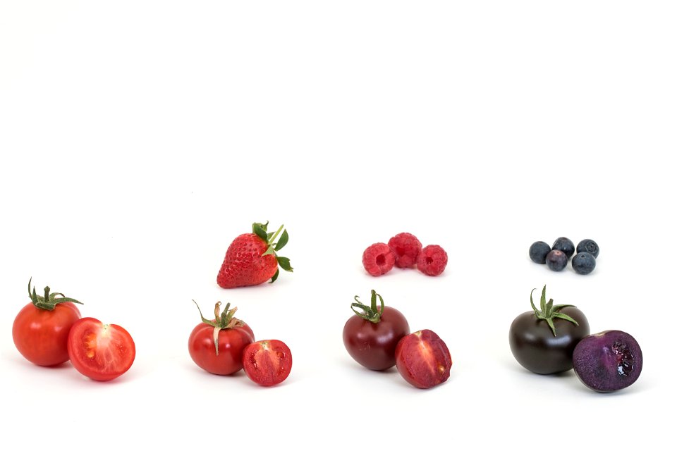 'Crimson’, ‘Magenta’ and ‘Indigo’ tomatoes