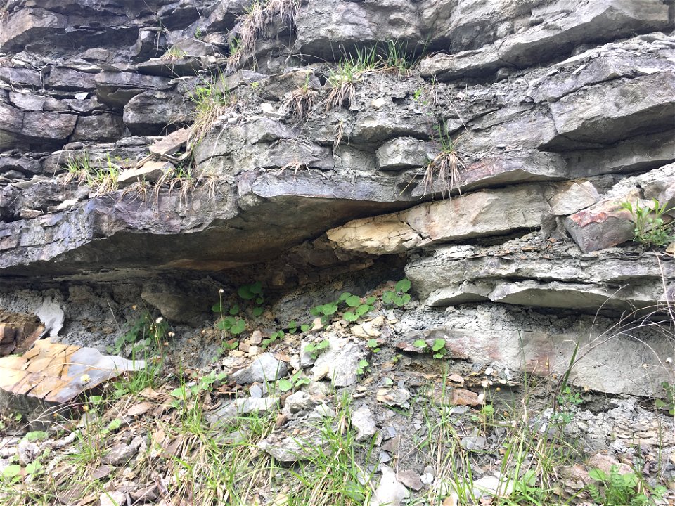 Thrust Fault in Carbonates (Bellevue Member, McMillan Formation, Maysville, Kentucky, USA)1 2