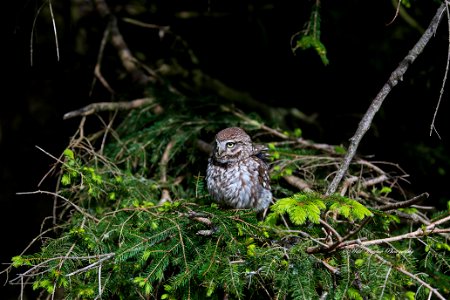 little owl