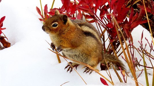 Golden-mantled Ground Squirrel photo