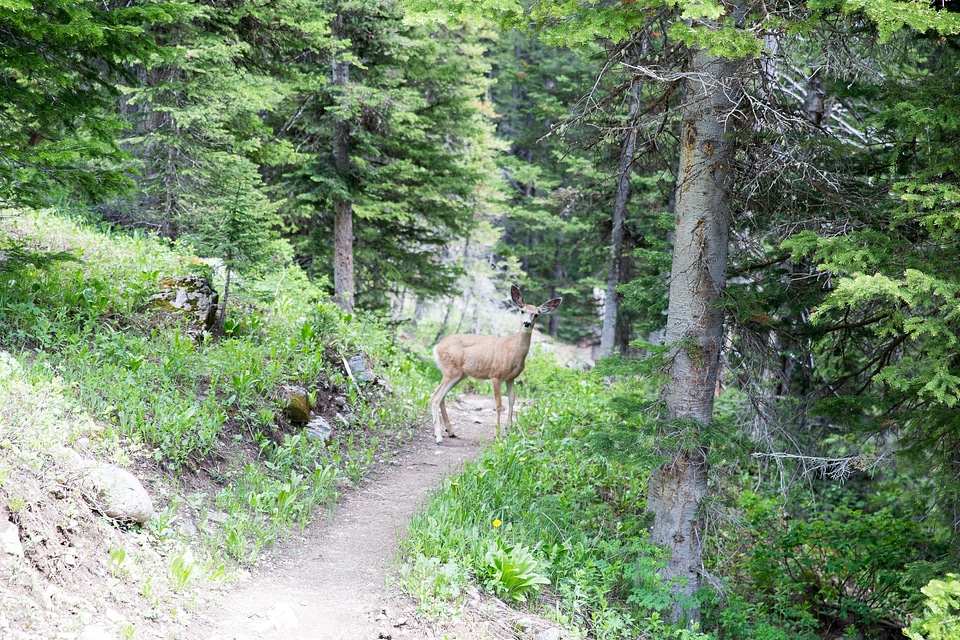 Granite Canyon in Grand Teton National Park
