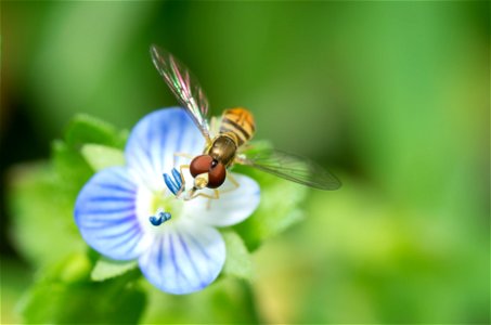 Fly/bee on a flower photo