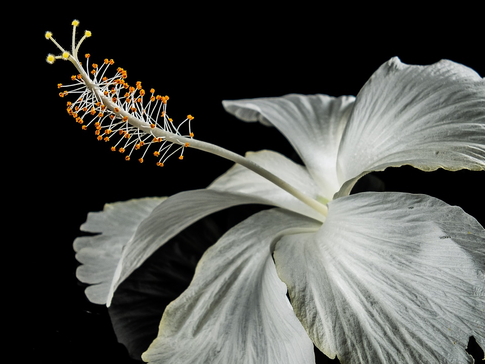 Flower white marshmallow