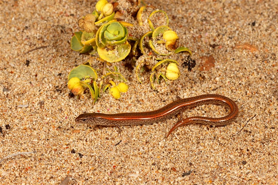 Hemiergis peronii (Four Toed Earless Skink)