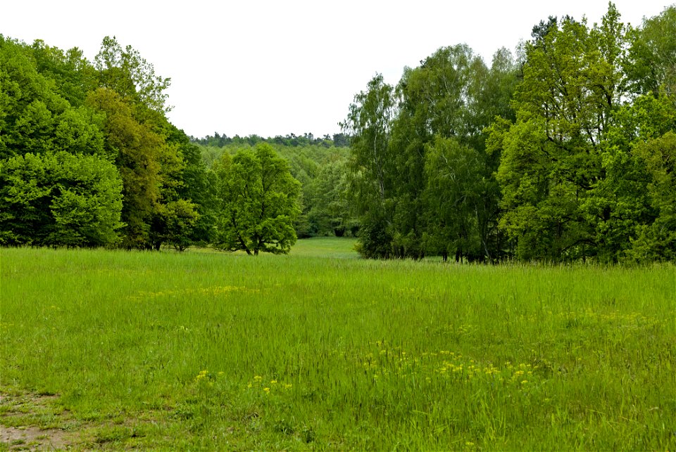 NSG Brüsenwalde 01
