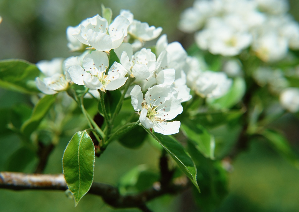white cherry flowers on spring time