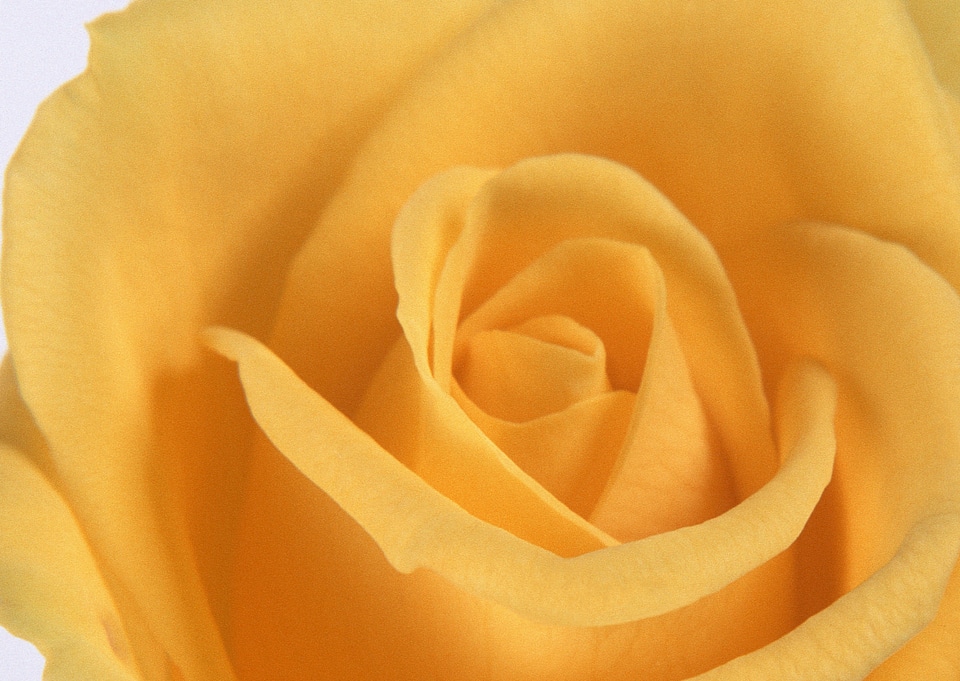 Close up of a yellow rose as background