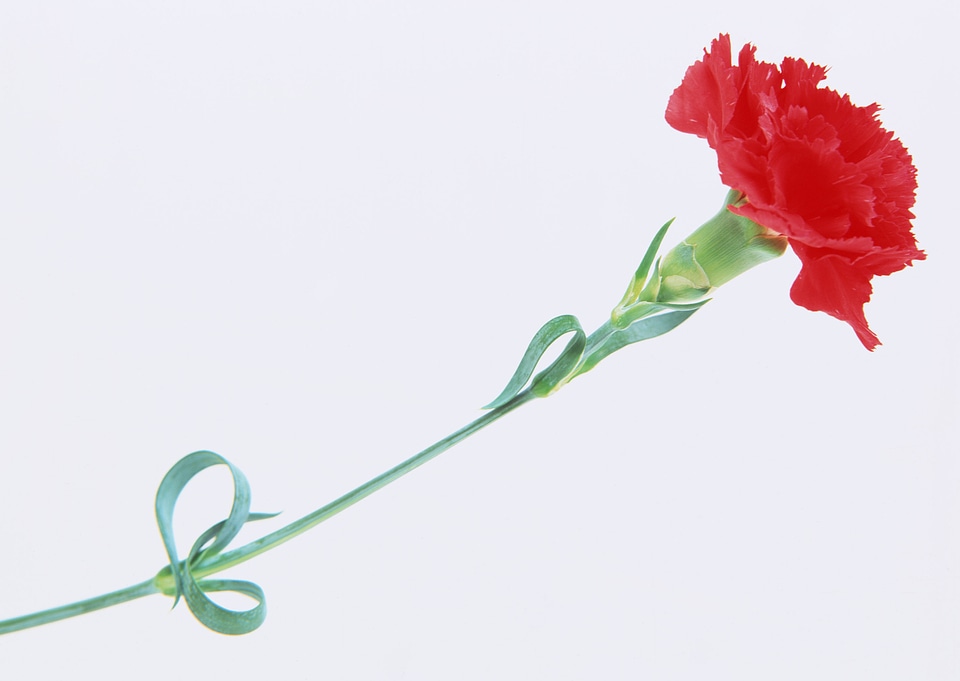 Beautiful red carnation