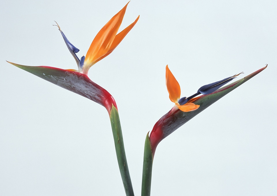 Bird of Paradise Flowers