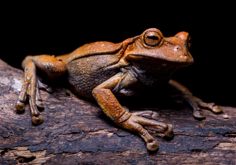 gastrotheca-nicefori--niceforos-marsupial-frog--reserva-proaves-reinita-cielo-azul_51536578175_o