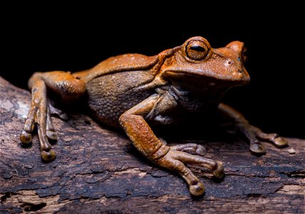 gastrotheca-nicefori--niceforos-marsupial-frog--reserva-proaves-reinita-cielo-azul_51536578175_o