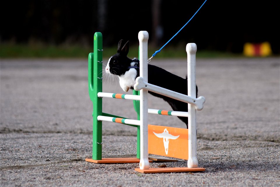 Bunnyjump