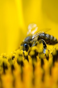 Yellow flower and bee photo