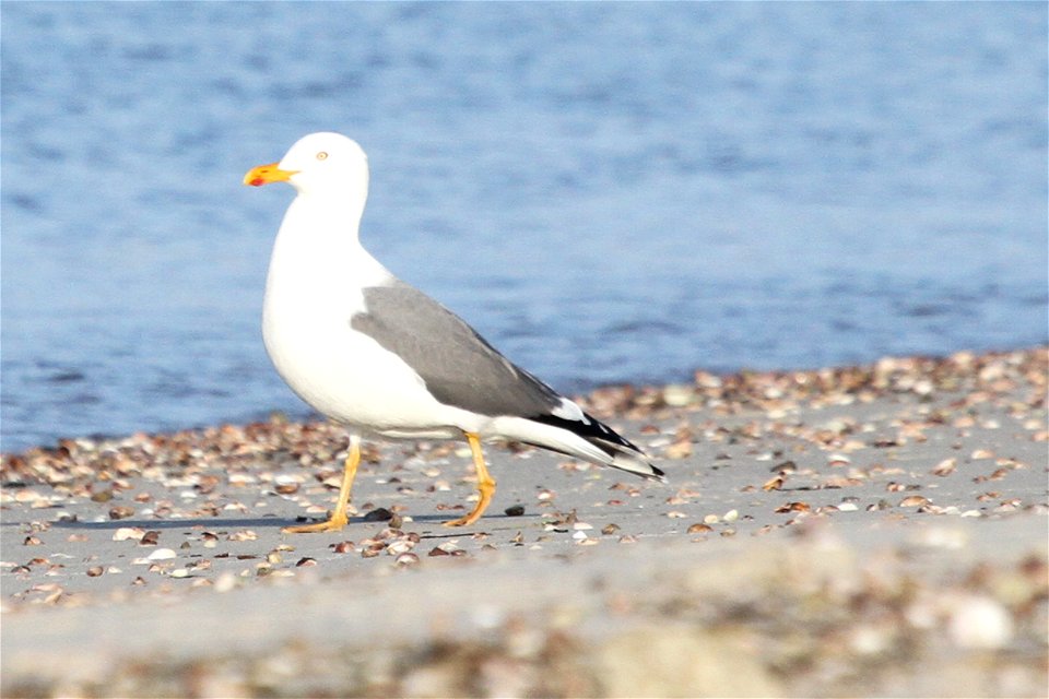 Probable Lesser Black-backed Gull x Herring Gull Hybrid