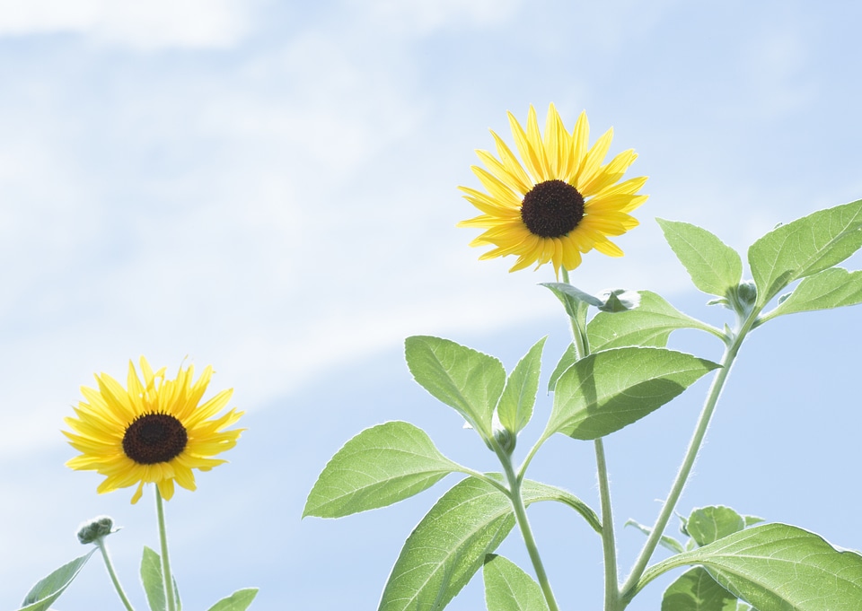 Close-up of sun flower against a blue sky