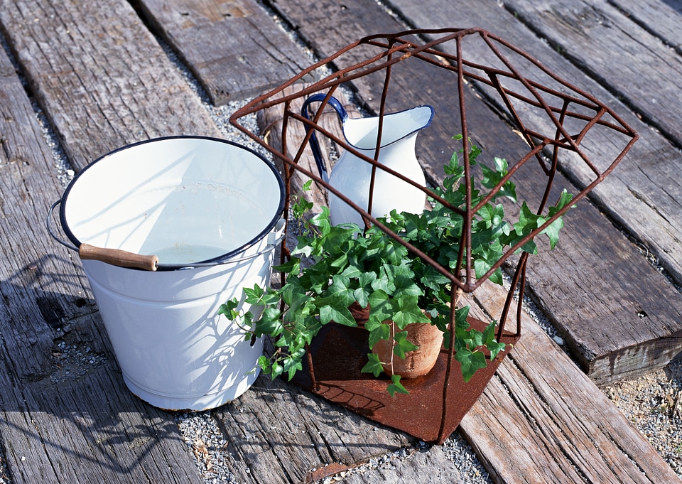 Green ivy in flowerpot