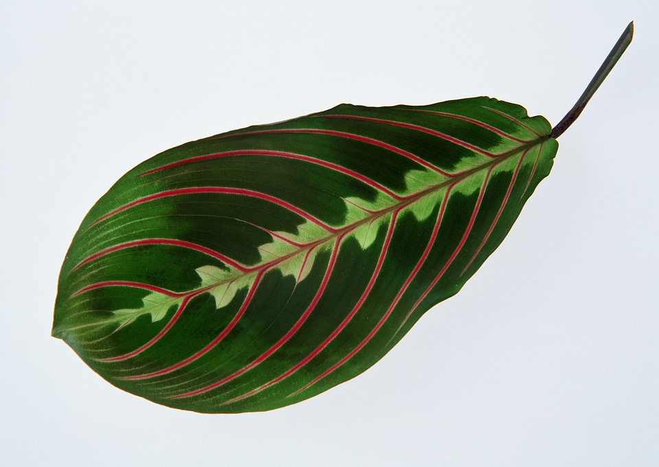 Maranta houseplant on a white background