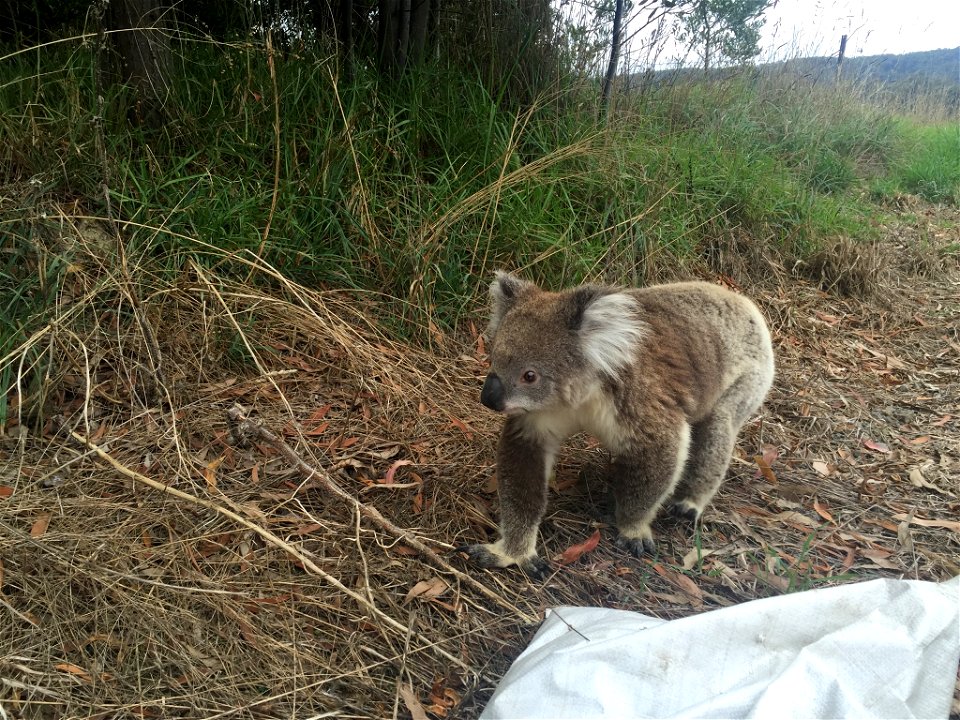 Koala in the wild, plastic bag?