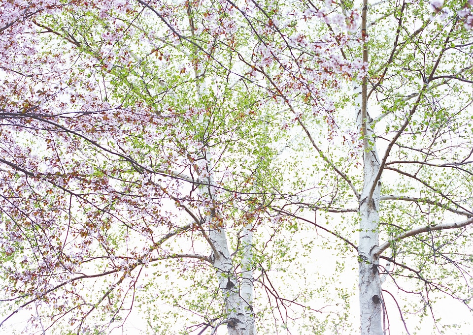 Flowers of the cherry blossoms on a spring day