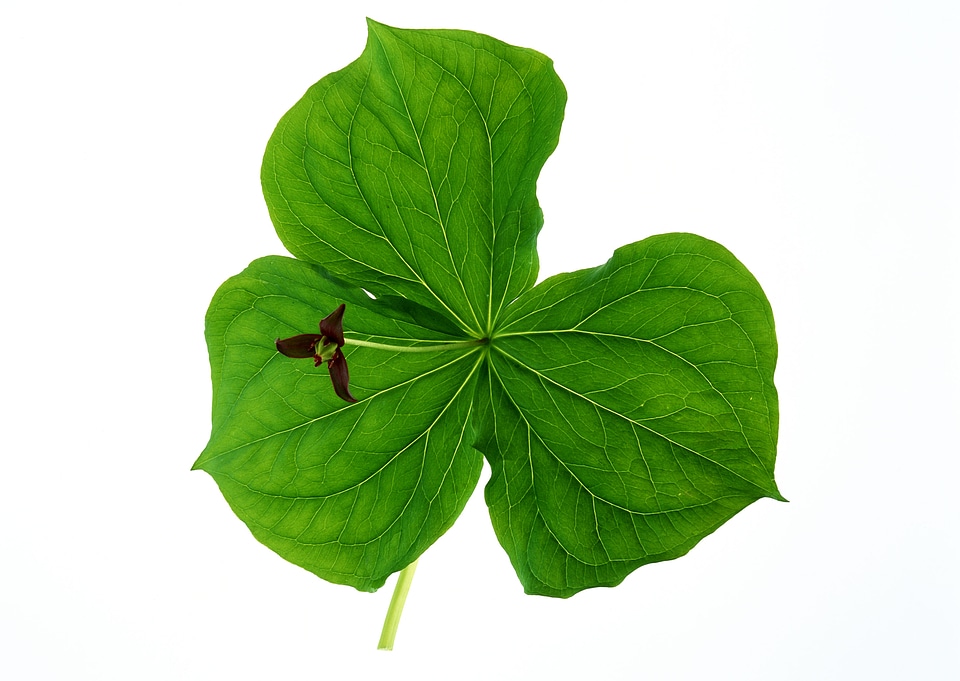 branch of green leaf