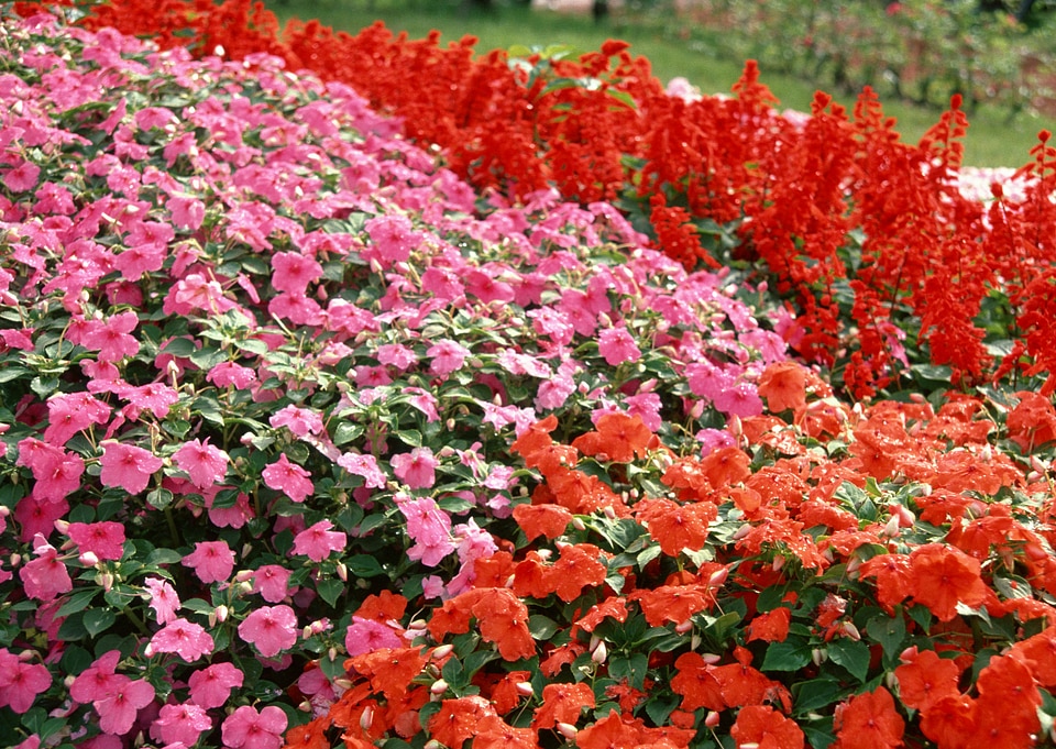 Multy color flower in garden