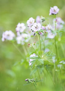 Meadow plant background: pink little flowers