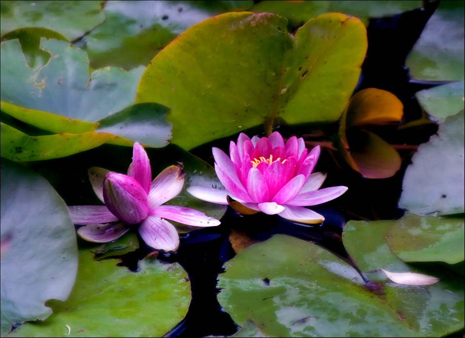 Water lillies