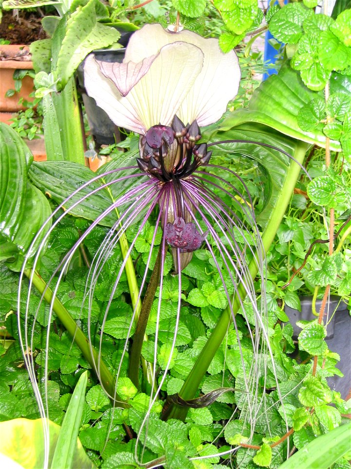 Bat plant