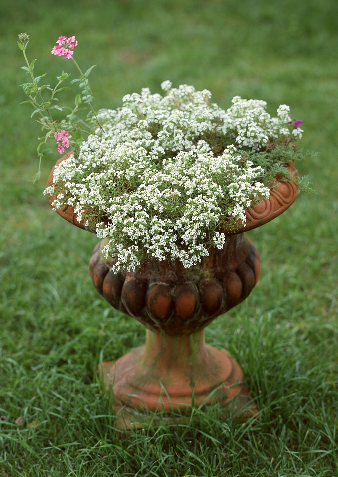 Beautiful flower pot on grass