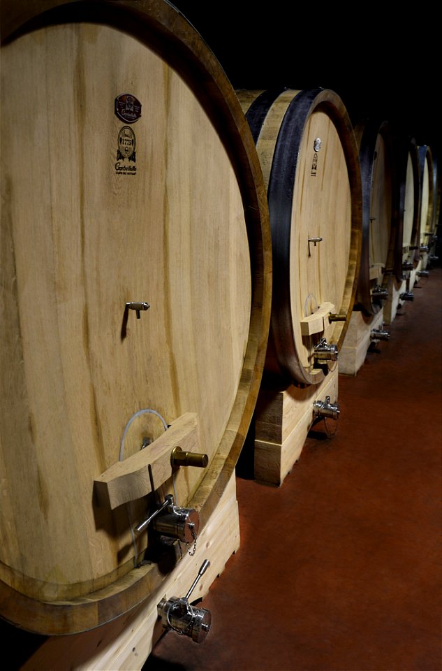 Il futuro del vino passa anche dalle genetica | Lorenzo Fidora