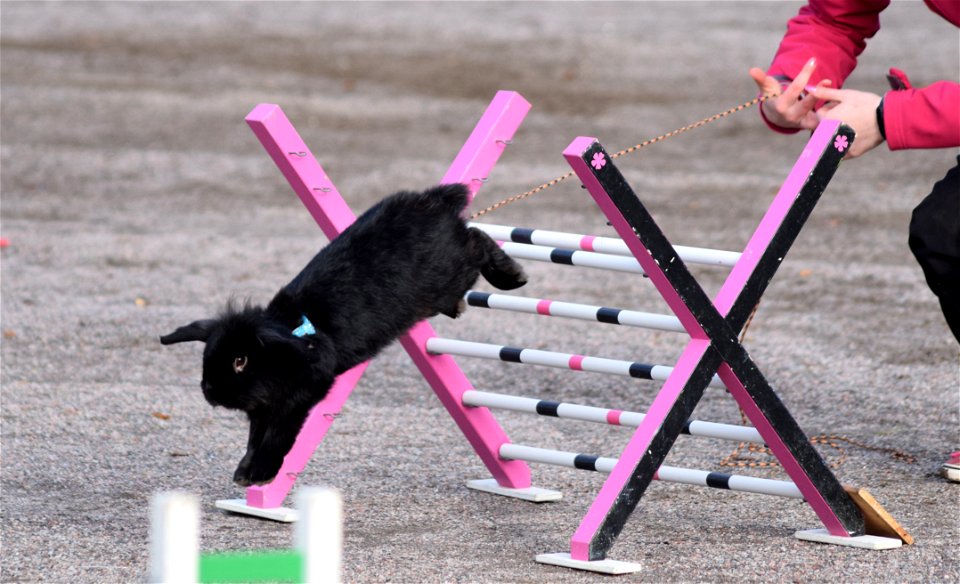 Bunnyjump