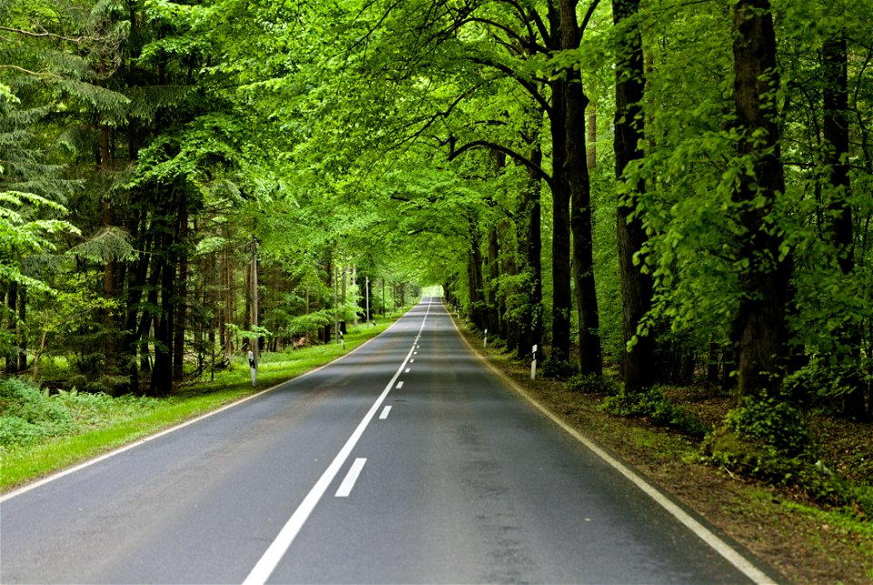 NSG Brüsenwalde 05