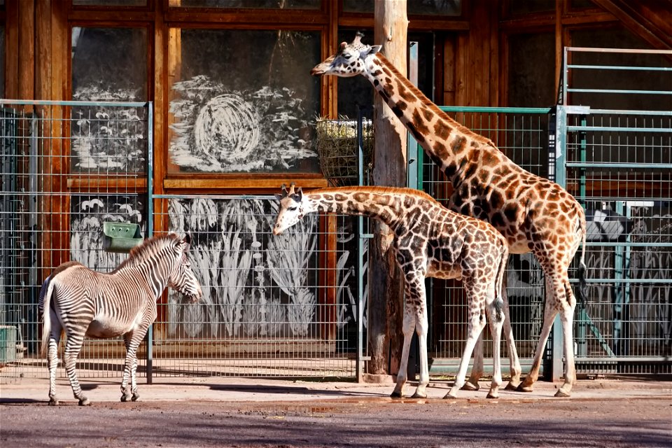 Giraffe + Zebra