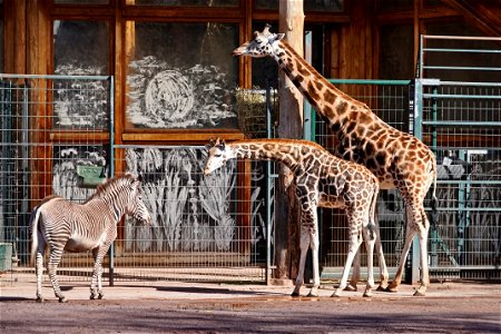 Giraffe + Zebra photo