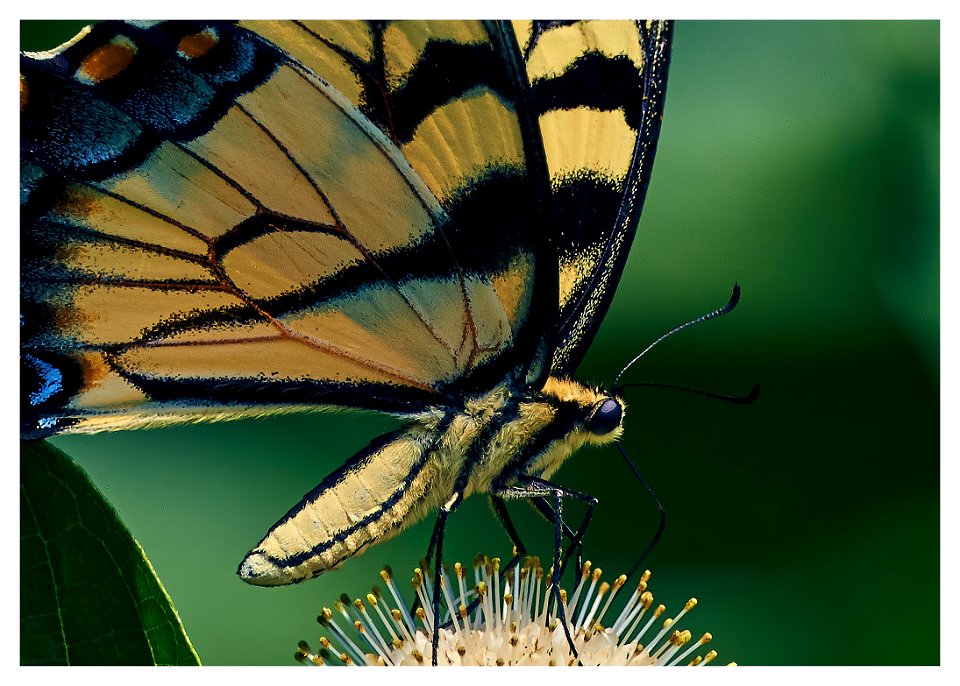 ridiculously photogenic butterfly