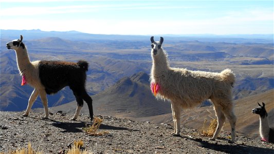 North Potosi - Bolivia