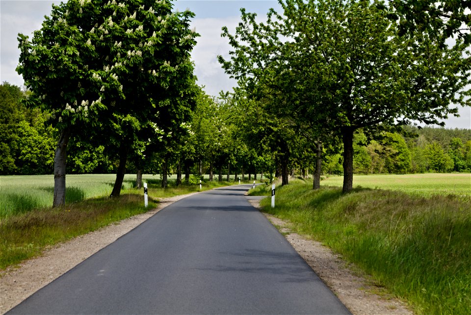 Allee NP Uckermärkische Seen 06