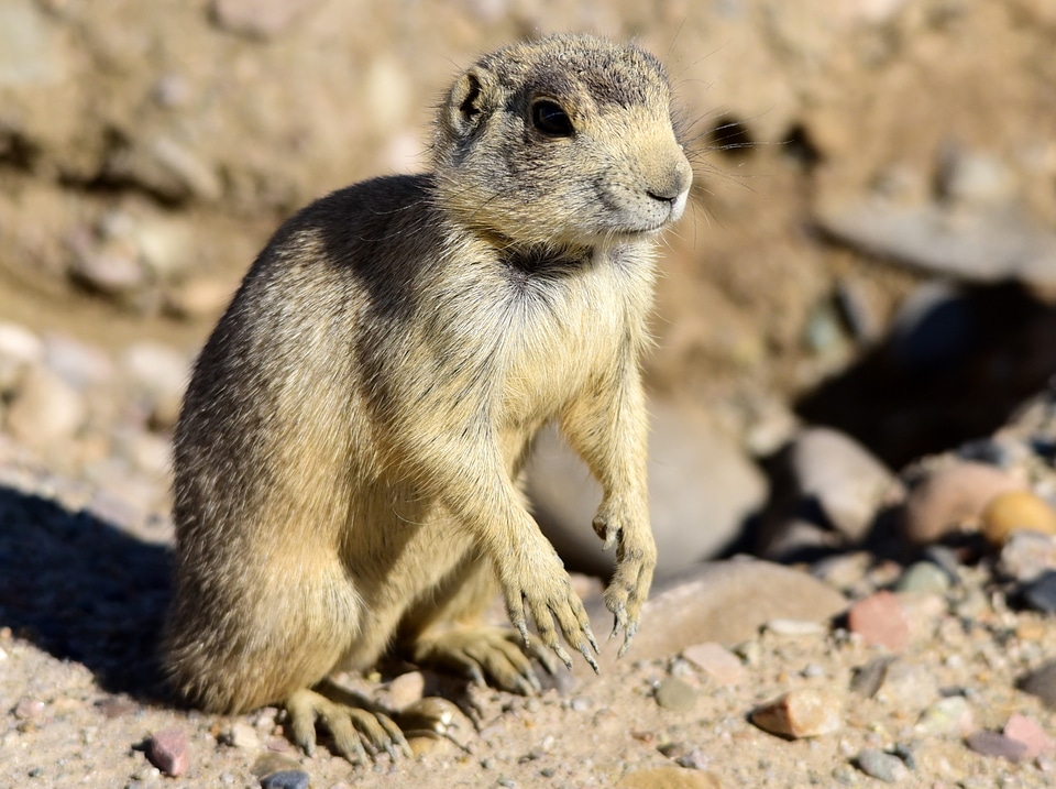 White-tailed prairie dog at Seedskadee National Wildlife Refuge