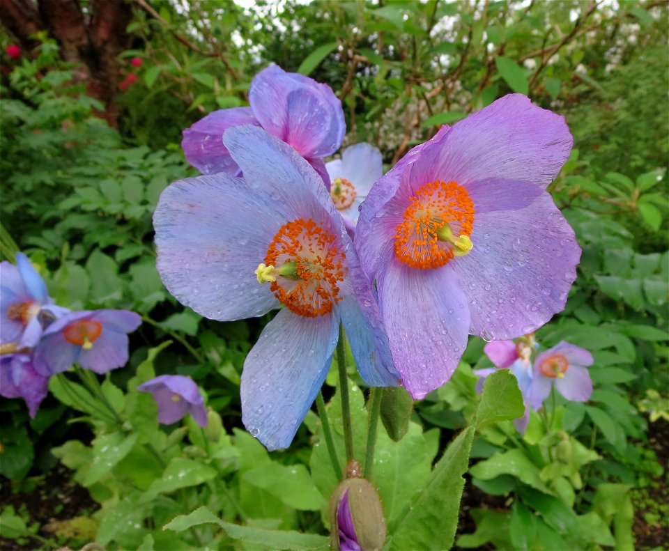 MECONOPSIS  DOROTHY  RENTON 11-Jun-16 3-33-37 PM