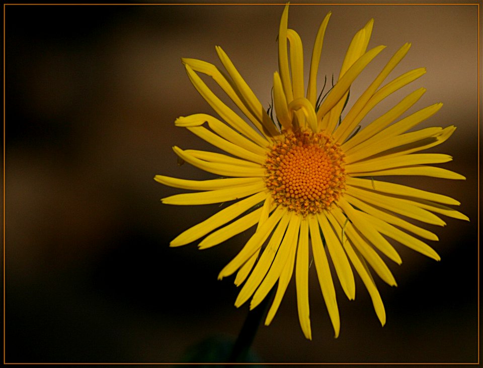 Doronicum orientale - Gemswurz
